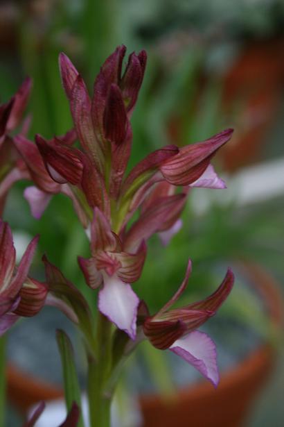 Anacamptis papillionacea v rubra 