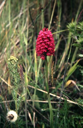 Anacamptis pyramidalis 