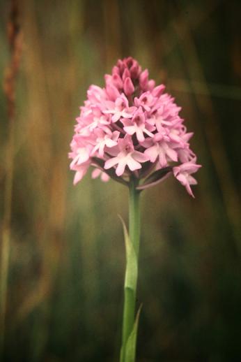 Anacamptis pyramidalis 