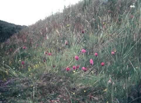 Anacamptis pyramidalis 