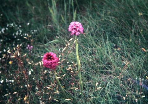 Anacamptis pyramidalis 