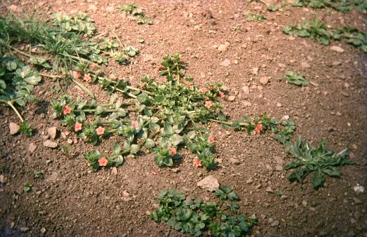 Anagallis arvensis 