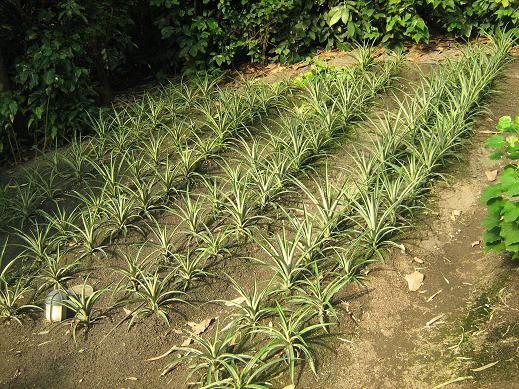 Ananas comosus 