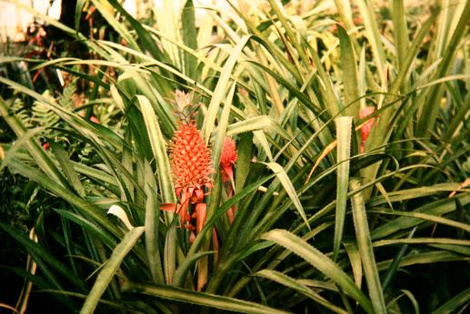 Ananas comosus 