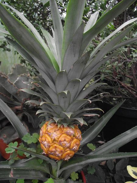 Ananas comosus 