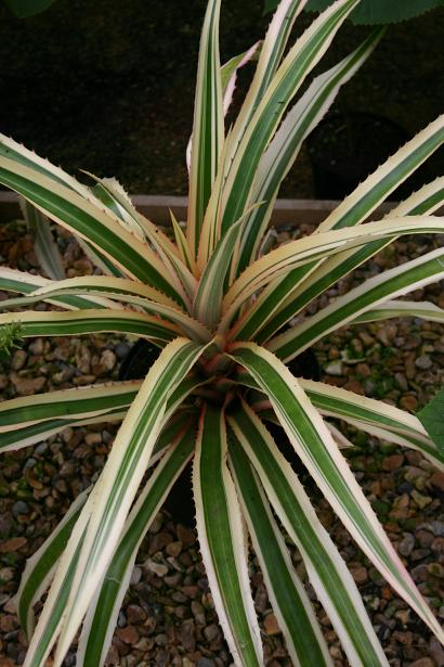 Ananas comosus 'Variegatus' 