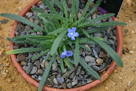 Anchusa caespitosa 