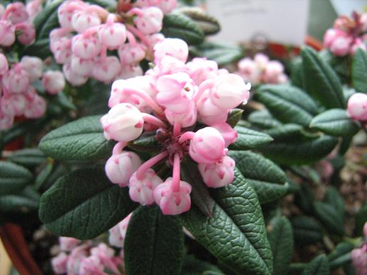 Andromeda polifolia 'Macrophylla'  