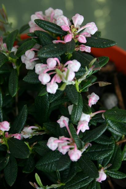 Andromeda polifolia 'Macrophylla'  