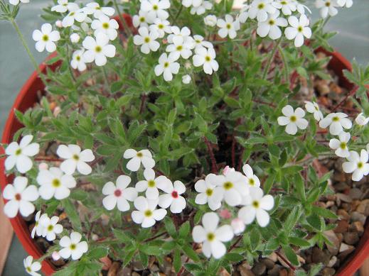 Androsace barbulata 