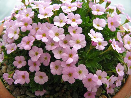 Androsace ciliata 