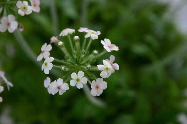 Androsace foliosa 