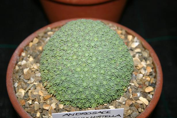 Androsace (hirtella x vandelii) 