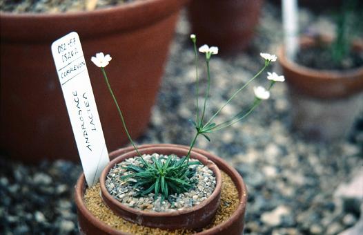 Androsace lactea 