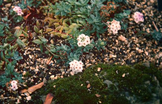 Androsace lanuginosa 