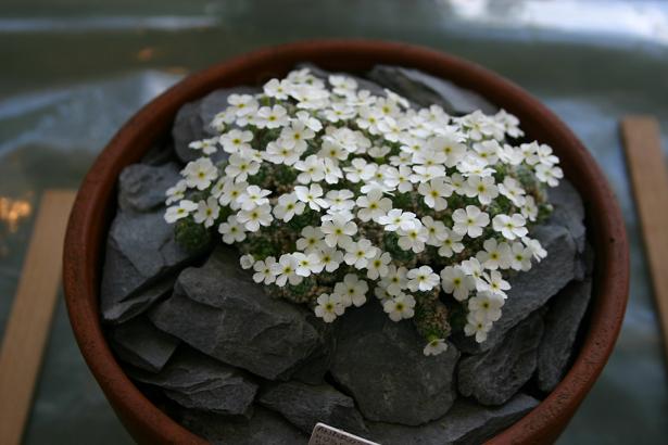 Androsace muscoidea 'Schachts Form' 