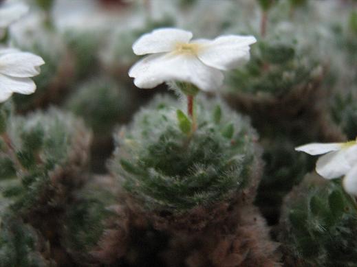 Androsace muscoidea 'Schachts Form' 