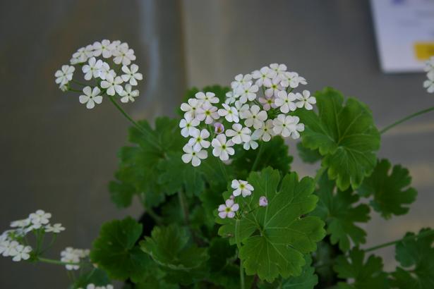 Androsace rotundifolia 