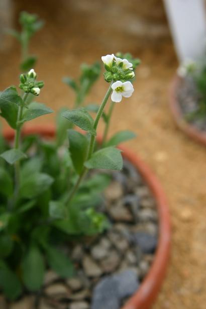 Androsace villosa 