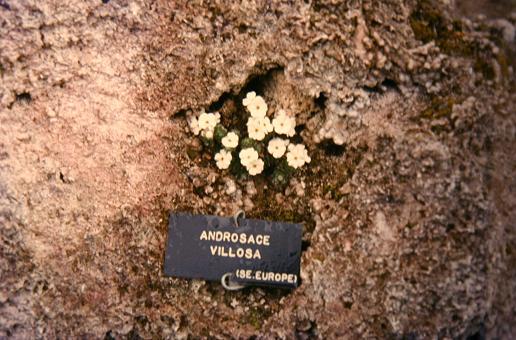 Androsace villosa 