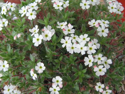 Androsace villosa barbulata 