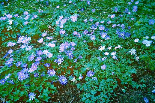 Anemone blanda 