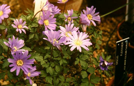 Anemone blanda 'Blue Pearl' 