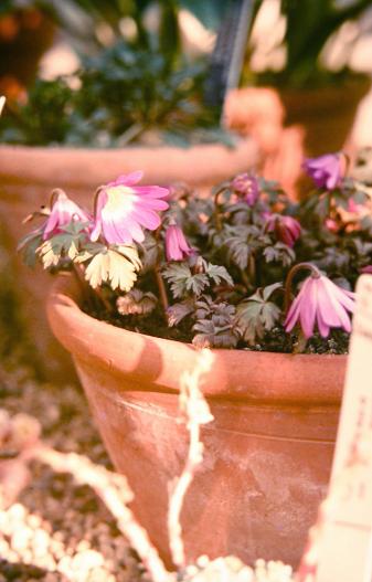 Anemone blanda 'Radar' 