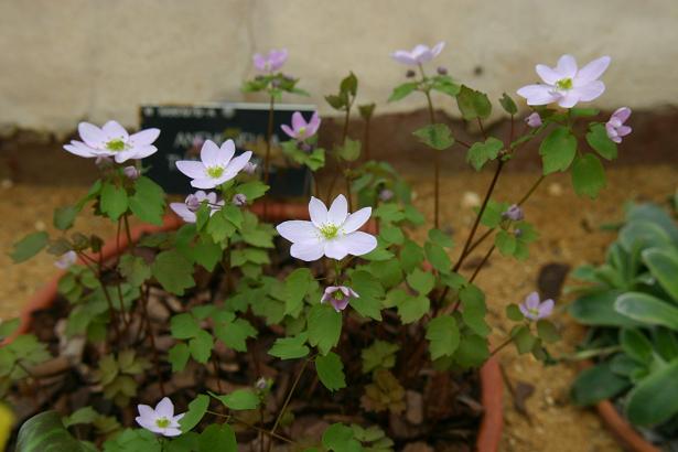 Anemonella thalictroides 