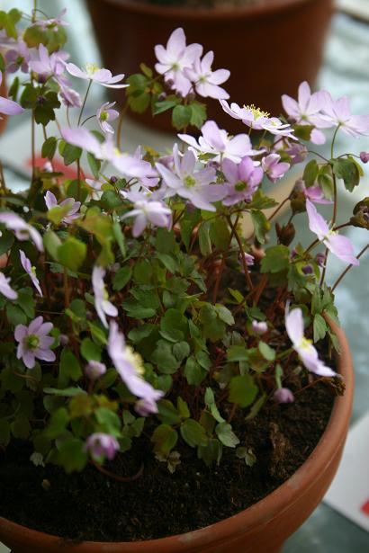 Anemonella thalictroides 