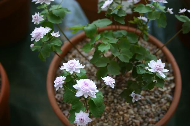 Anemonella thalictroides 'Cameo' 