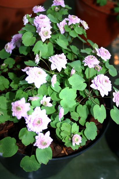 Anemonella thalictroides 'Oscar Shoaff' 