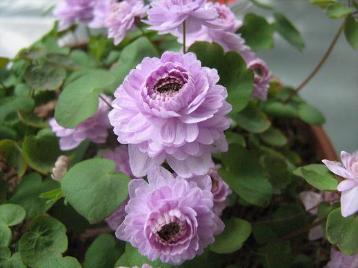 Anemonella thalictroides 'Oscar Shoaff' 