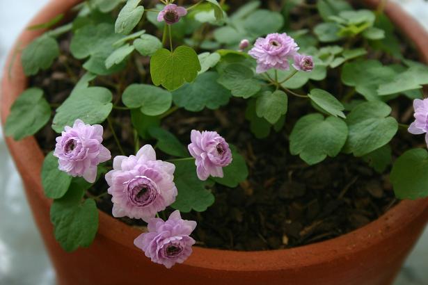 Anemonella thalictroides 'Oscar Shoaff' 