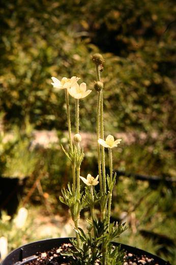 Anemone multifida 