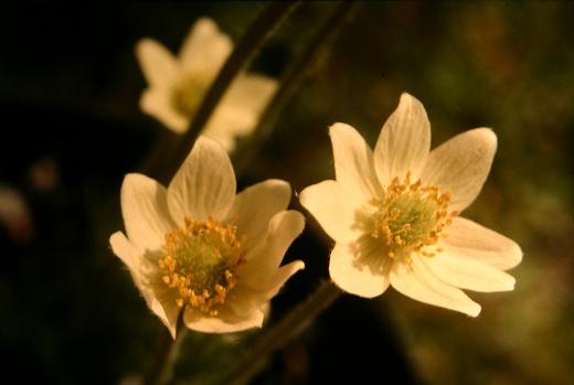 Anemone multifida 