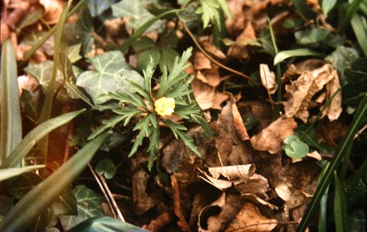 Anemone ranunculoides 