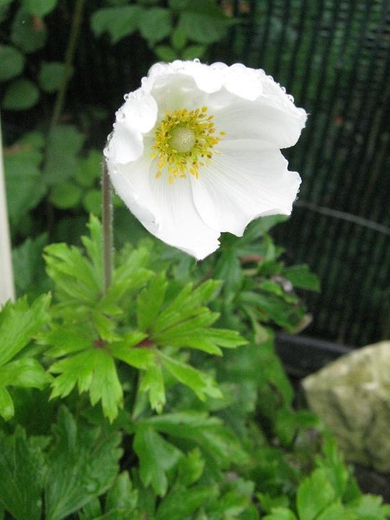 Anemone sylvestris 