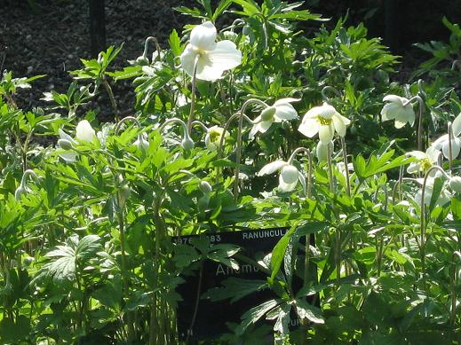 Anemone sylvestris 