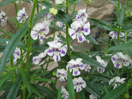 Angelonia 'Anstern 