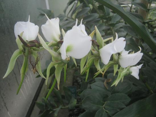 Angraecum eburneum 