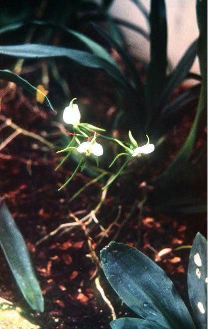 Angraecum eburneum 