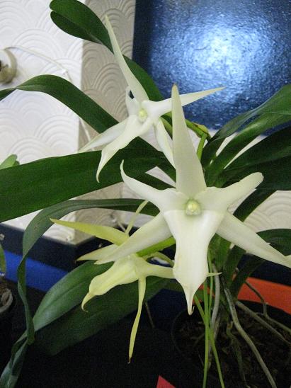 Angraecum sesquipedale 