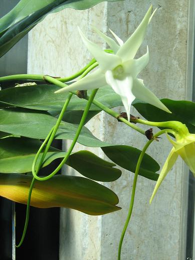 Angraecum sesquipedale 