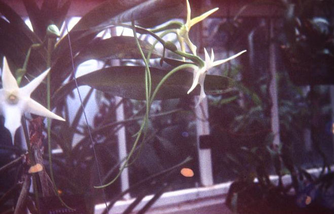 Angraecum sesquipedale 