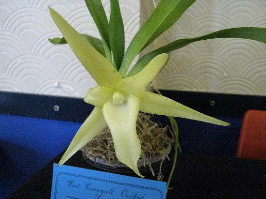 Angraecum sesquipedale 