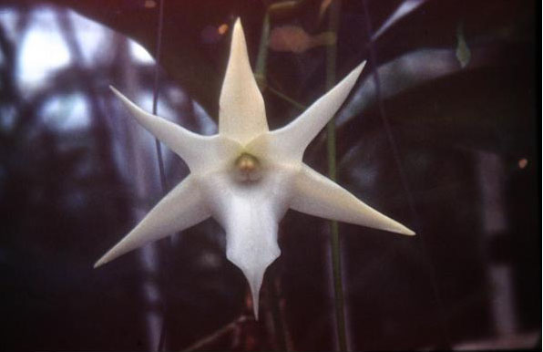 Angraecum sesquipedale 