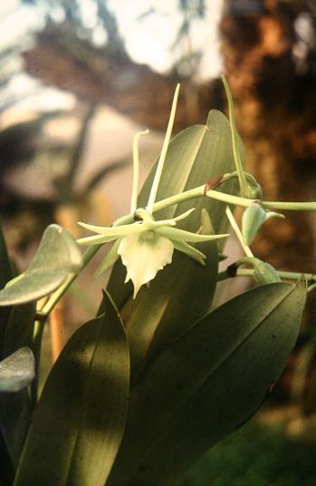 Angraecum veitchii 'Buckleberry' 