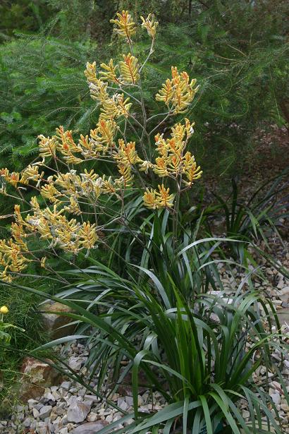 Anigozanthus (flavidus x pulcherrima) 'Yellow Gem' 