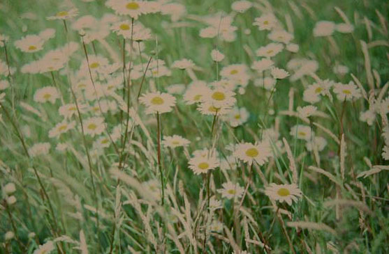 Anthemis arvensis 